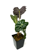 Load image into Gallery viewer, Alocasia Amazonica Variegated A