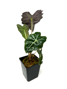 Alocasia Amazonica Variegated A