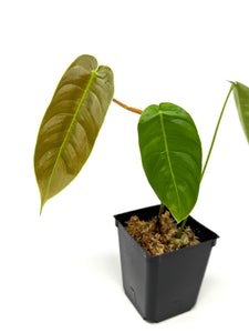 Philodendron Sharoniae