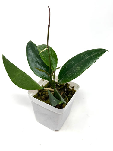 Hoya Ally (Memoria x IR26)