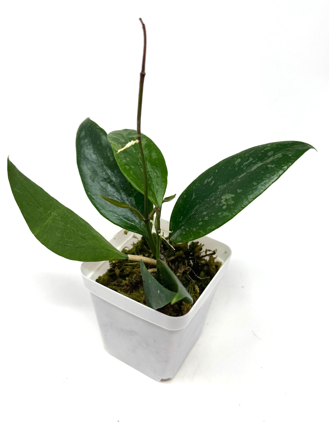 Hoya Ally (Memoria x IR26)