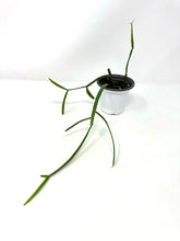 Load image into Gallery viewer, Rhipsalis Micrantha ssp. Rauhiorum (Ships within Canada only)