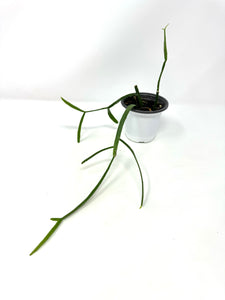 Rhipsalis Micrantha ssp. Rauhiorum (Ships within Canada only)