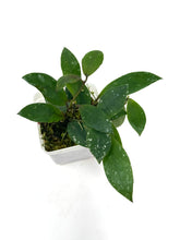 Load image into Gallery viewer, Hoya Walliniana UT-152