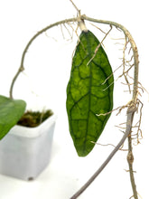 Load image into Gallery viewer, Hoya Finlaysonii ‘Philip’