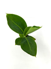 Load image into Gallery viewer, Musa Dwarf Cavendish ‘Banana Tree’