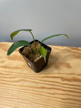 Load image into Gallery viewer, 218. Philodendron Mayoi