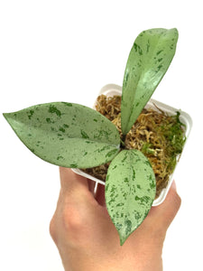 Hoya Pubicalyx Pink Silver Ghost C