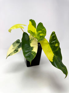 Philodendron Burle Marx Variegated