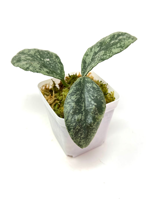 Hoya Waymaniae ‘Cloudy Sky’