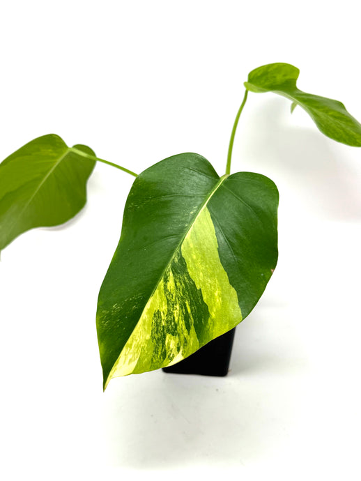 Monstera Deliciosa Aurea Variegated