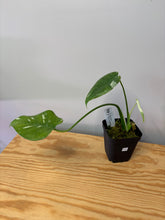 Load image into Gallery viewer, 115. Monstera Thai Constellation