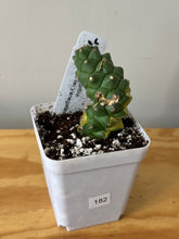 Load image into Gallery viewer, 182. Euphorbia Ritchiei Variegated (Ships within Canada only)