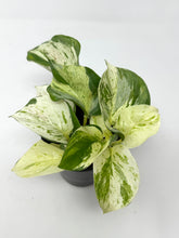 Load image into Gallery viewer, Epipremnum Aureum &#39;Manjula&#39;