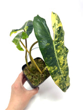 Load image into Gallery viewer, Philodendron Billietiae Variegated C
