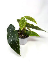 Load image into Gallery viewer, Begonia Maculata ‘Angel Wing’