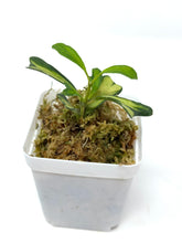 Load image into Gallery viewer, Hoya Manipurensis Variegated G