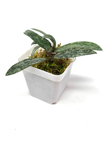 Hoya Sigillatis