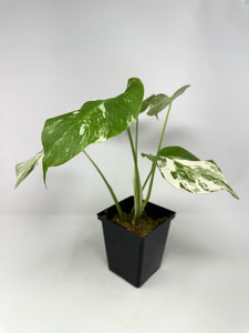 Monstera Deliciosa Albo Variegated J