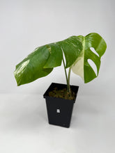 Load image into Gallery viewer, Monstera Deliciosa Albo Variegated O