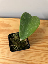 Load image into Gallery viewer, 8. Hoya Kerrii Splash