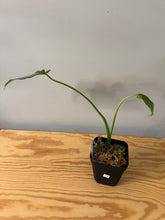 Load image into Gallery viewer, 174. Monstera Thai Constellation