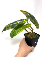 Load image into Gallery viewer, Philodendron Billietiae Variegated C
