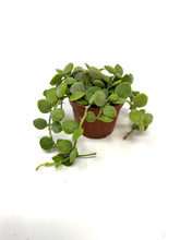 Load image into Gallery viewer, Dischidia Nummularia ‘String of Nickels’
