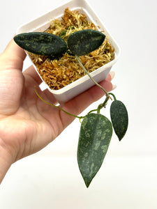 Hoya Thomsonii Splash