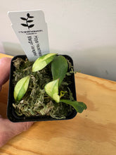 Load image into Gallery viewer, 136. Hoya Heuschkeliana Margin Variegated