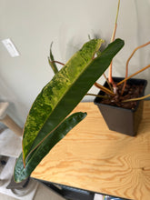 Load image into Gallery viewer, Philodendron Billietiae Variegated D