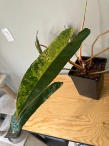 Philodendron Billietiae Variegated D