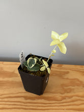 Load image into Gallery viewer, 25. Hoya Cumingiana Variegated