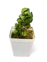 Load image into Gallery viewer, Hoya Carnosa Compacta Variegated (Mauna Loa)
