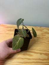 Load image into Gallery viewer, 63. Philodendron Melanochrysum