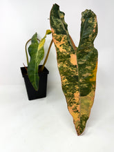Load image into Gallery viewer, Philodendron Billietiae Variegated A