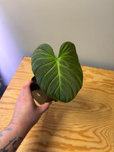 Load image into Gallery viewer, 180. Philodendron El Choco Red