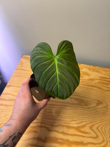 180. Philodendron El Choco Red