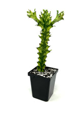 Load image into Gallery viewer, Euphorbia Trigona ‘Mint Cream’ (Ships within Canada only)