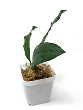 Load image into Gallery viewer, Hoya Erythrina