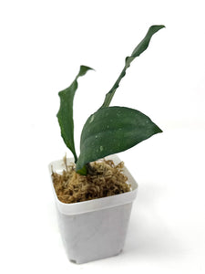 Hoya Erythrina