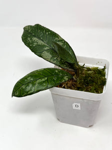 Hoya Gunung Gading Silver Ghost D