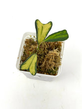 Load image into Gallery viewer, Hoya Manipurensis Variegated H