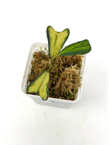 Hoya Manipurensis Variegated H