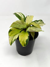 Load image into Gallery viewer, Calathea Yellow Fusion