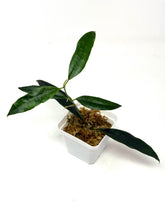 Load image into Gallery viewer, Hoya Greenii