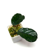 Load image into Gallery viewer, Hoya Villosa