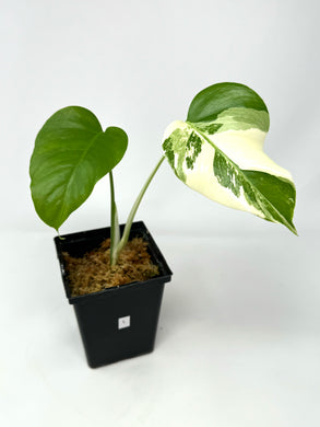 Monstera Deliciosa Albo Variegated L