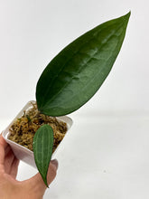 Load image into Gallery viewer, Hoya Macrophylla cv. Fadia