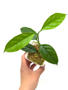 Hoya Decipulae
